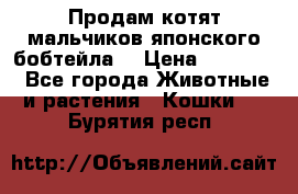 Продам котят мальчиков японского бобтейла. › Цена ­ 30 000 - Все города Животные и растения » Кошки   . Бурятия респ.